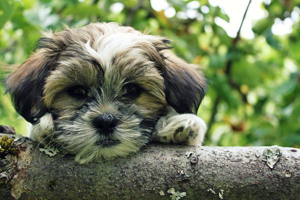 44 Cute Puppies