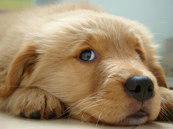6 Cute Puppies