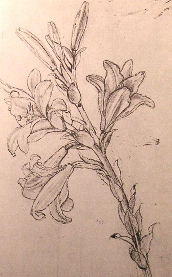 most beautiful flower drawings