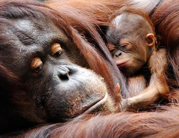 Newborn Orangutan with his mother