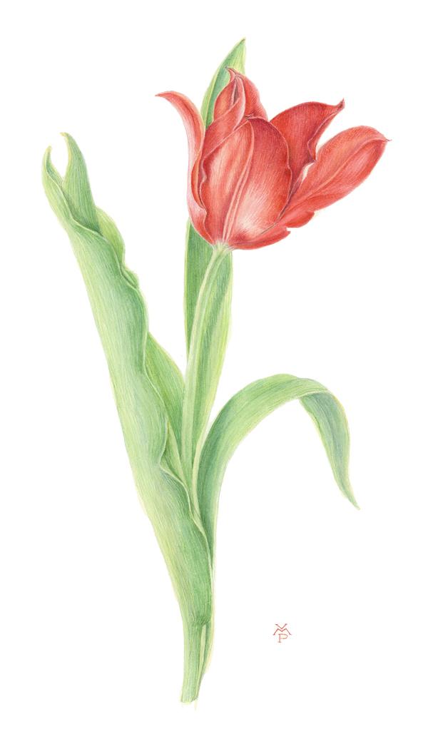 30 Beautiful Flower Drawings