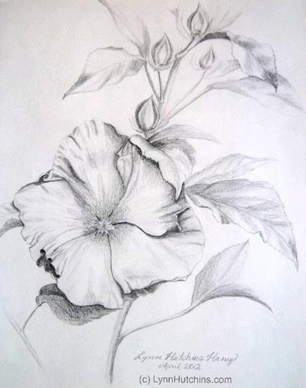 Pencil drawing flowers hi-res stock photography and images - Alamy