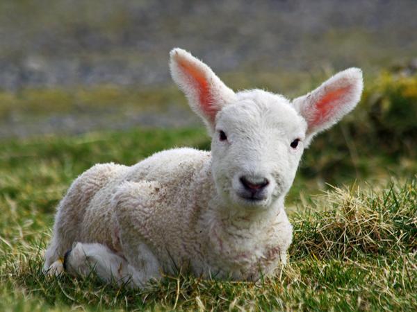 lamb