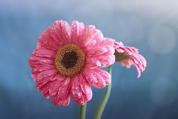 10 Gerbera Daisies