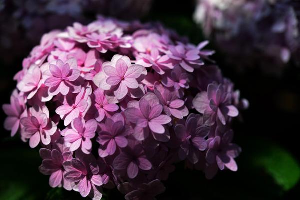 11 Hydrangea