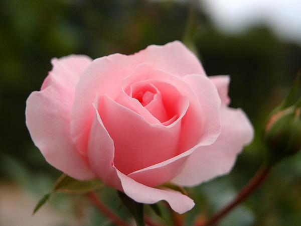 3 Compassion Rose