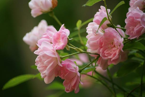 5 Pink Fairy Rose
