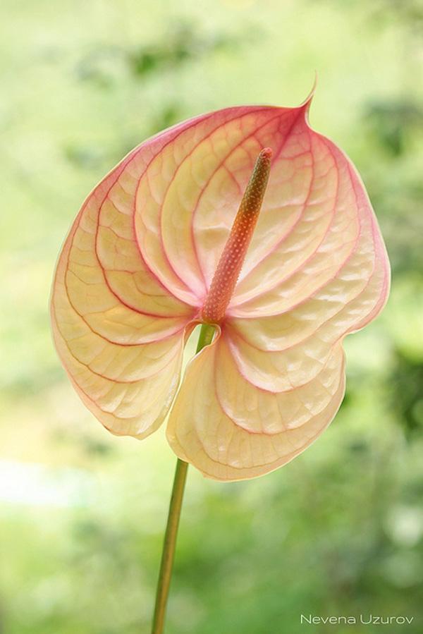 7 Anthurium
