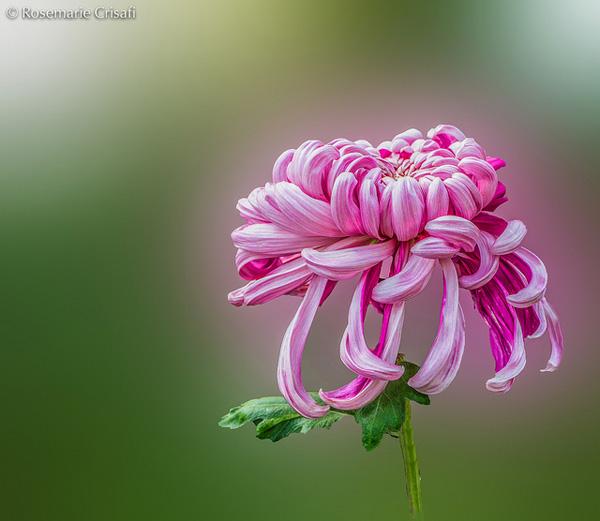 9 Chrysanthemum