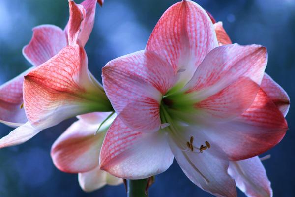 Amaryllis