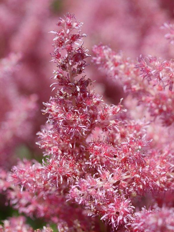 Astilbe