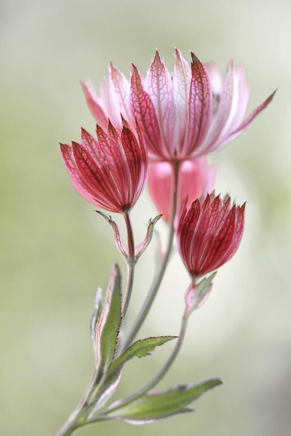 Astrantia