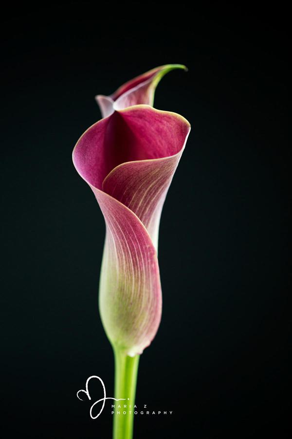 Calla Lilies