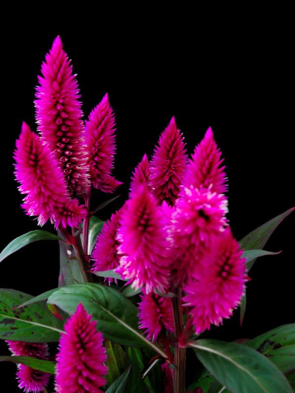 Celosia