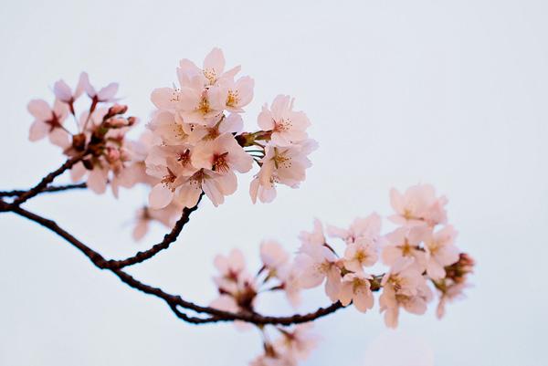 Cherry Blossom