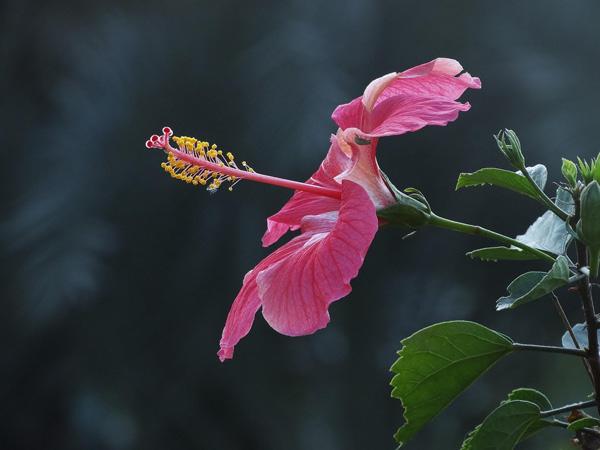 Hibiscus