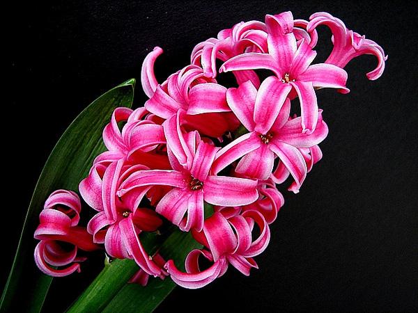 Hyacinth