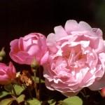 The beauty of Pink flowers