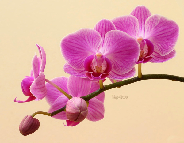Orchid
