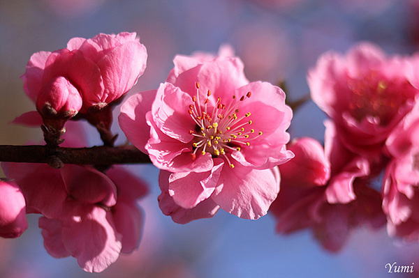 Peach Blossom