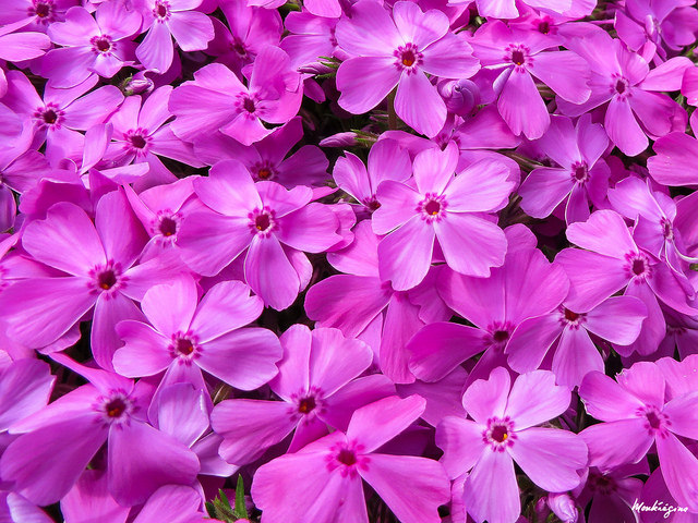 Phlox