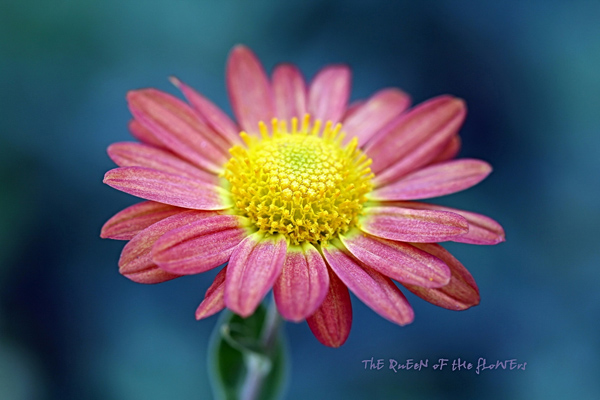 Pink Daisy