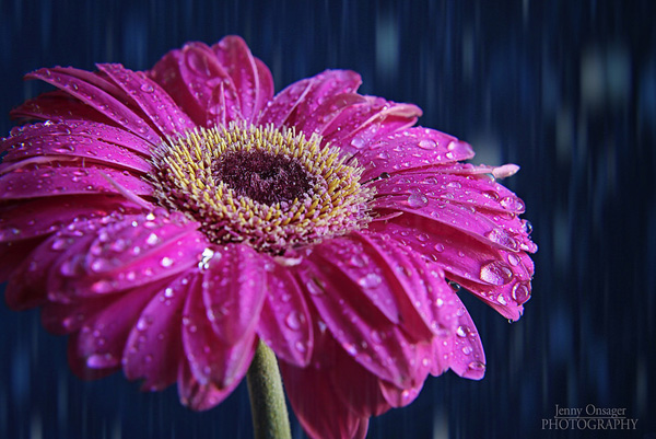 Pink Gerbera
