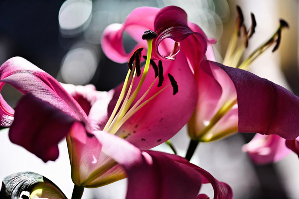 Pink Lilium