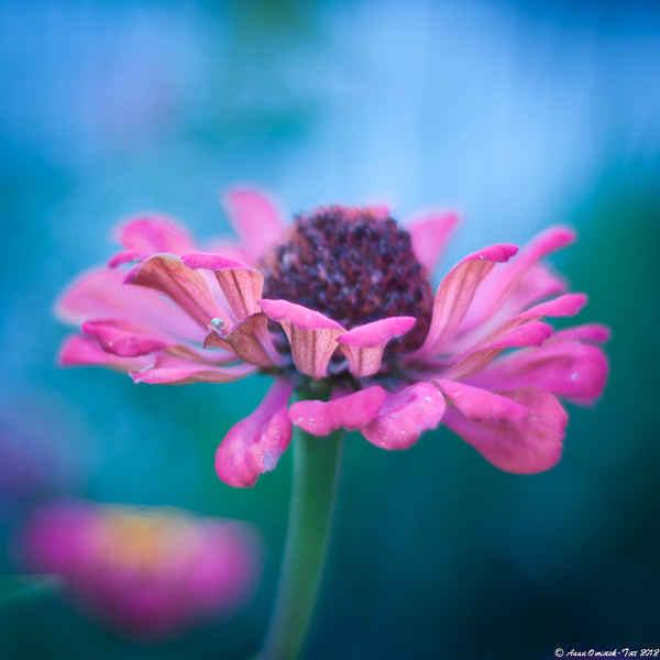 Zinnia