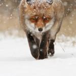 35 Lovely Fox Pictures