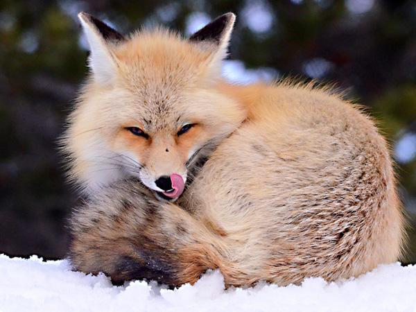 可爱的狐狸品种图片