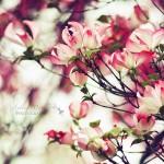 Vintage Flowers by Sylvia Cook