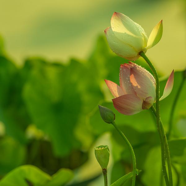 lotus flowers