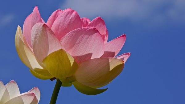 lotus flowers