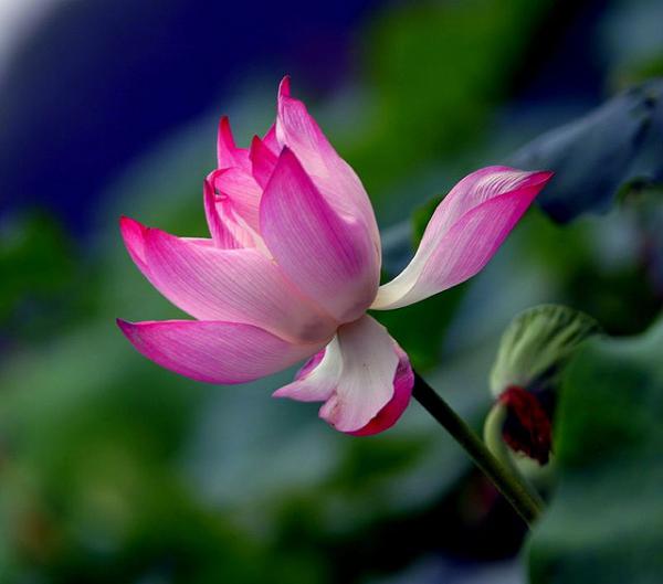 lotus flowers