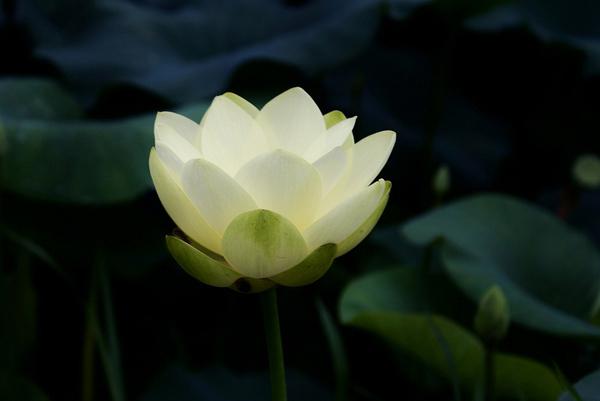 lotus flowers