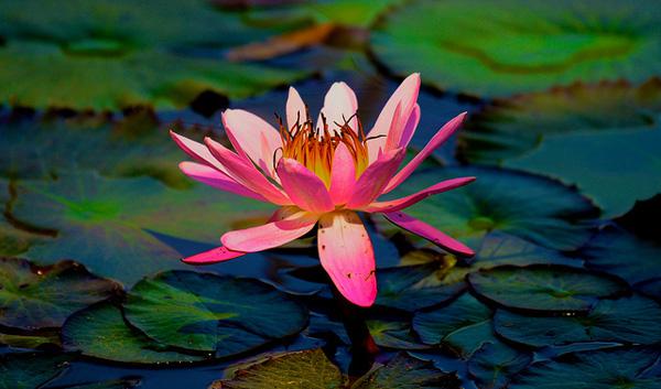 lotus flowers