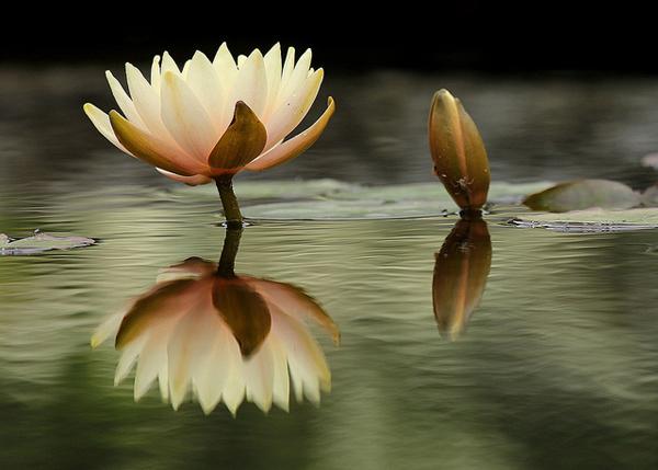 lotus flowers
