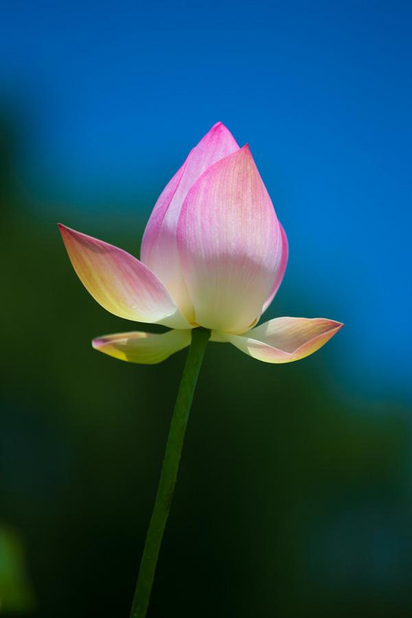 lotus flowers