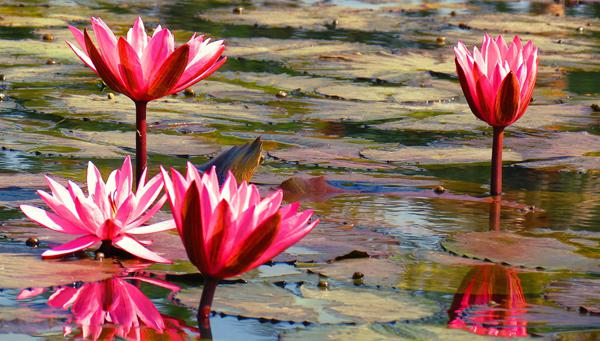 lotus flowers