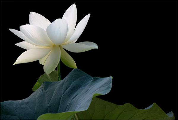 lotus flowers