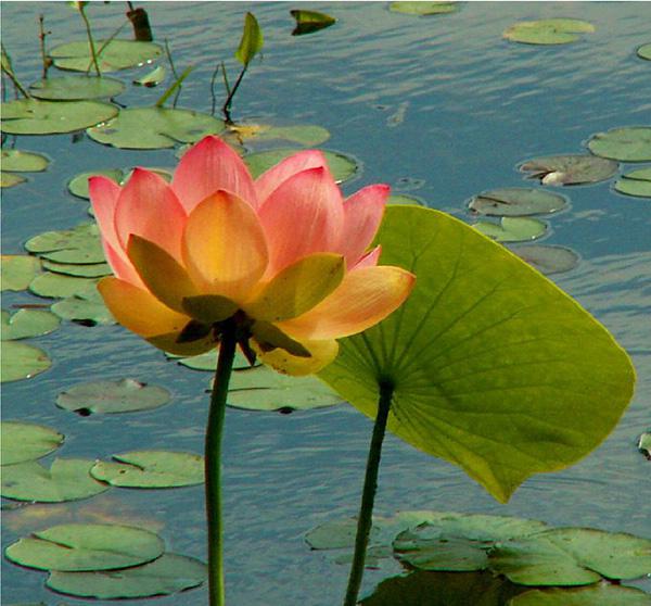 lotus flowers