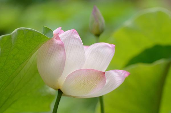 lotus flowers