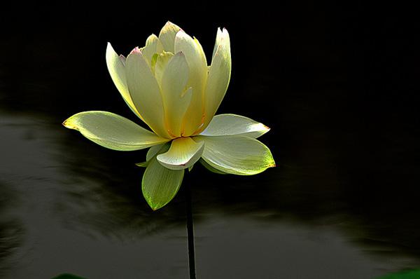 lotus flowers