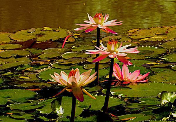 lotus flowers