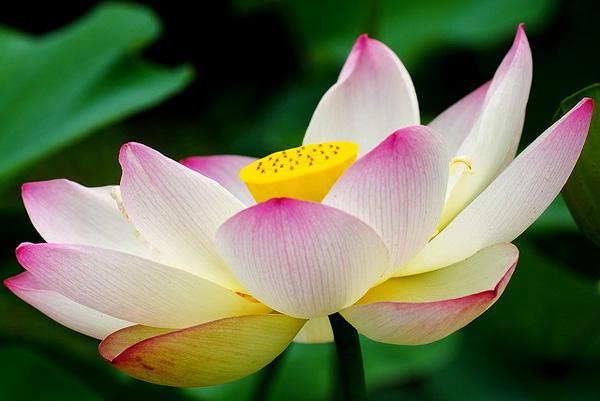 lotus flowers