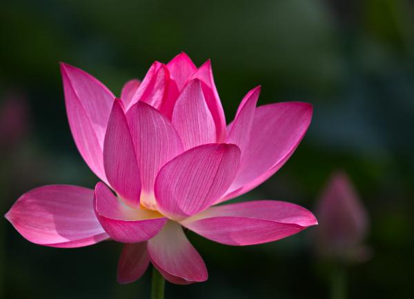 lotus flowers