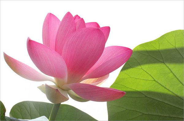 lotus flowers