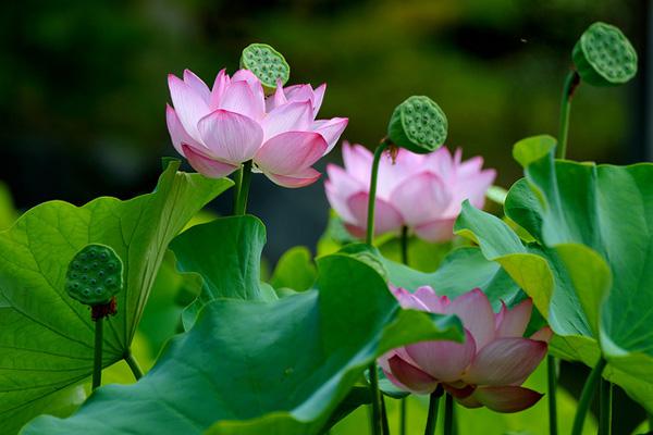 lotus flowers