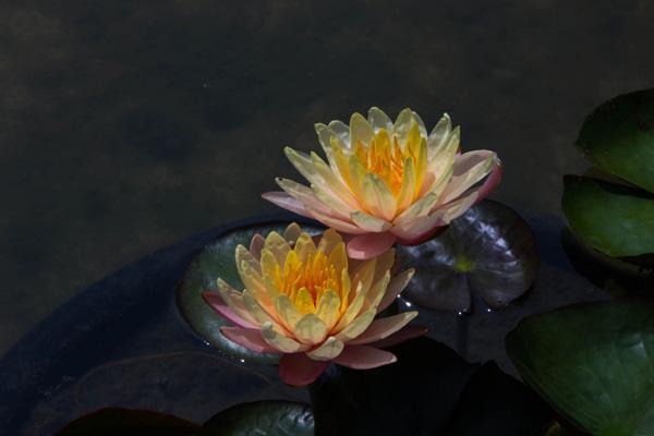 lotus flowers